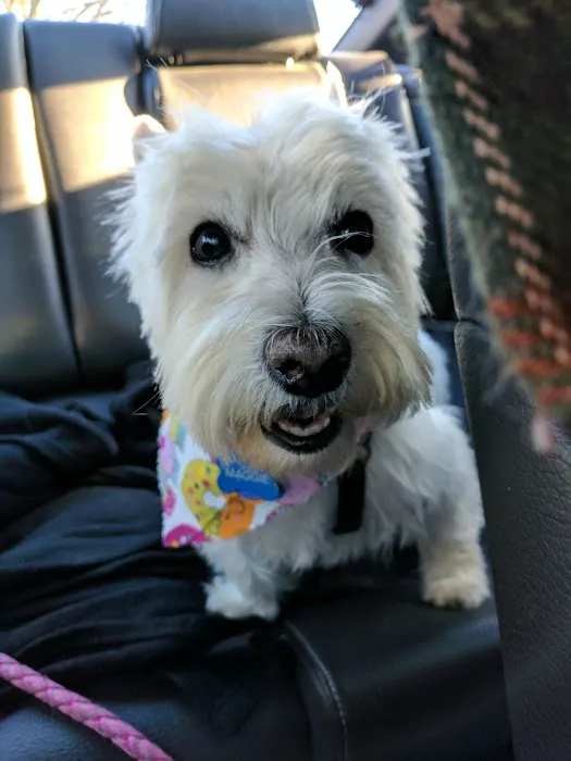 Florissant Animal Hospital Picture 2