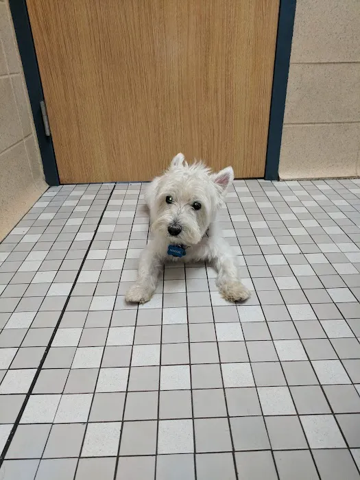 Florissant Animal Hospital Picture 4