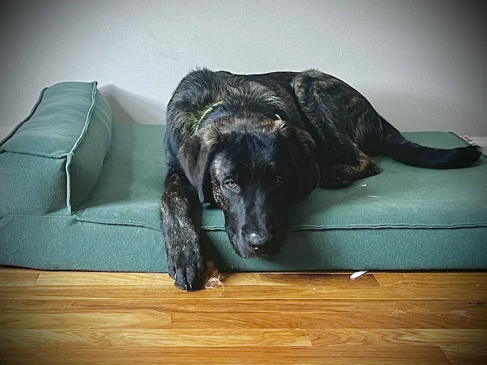 Community Animal Hospital Picture 3