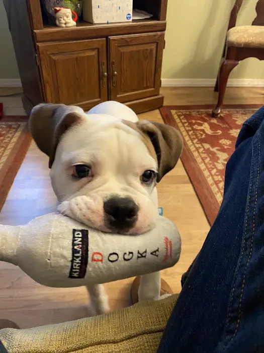 Community Animal Hospital Picture 2