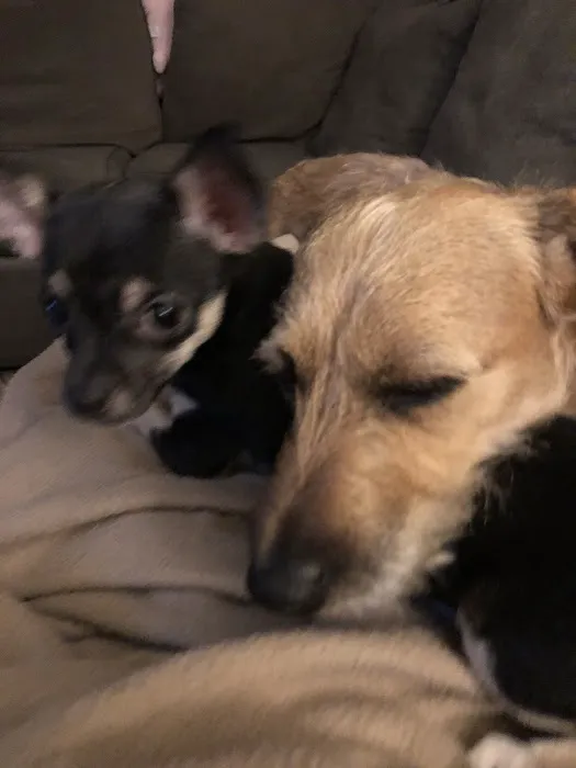 Community Animal Hospital Picture 1