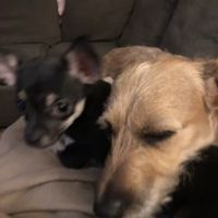 Community Animal Hospital ico