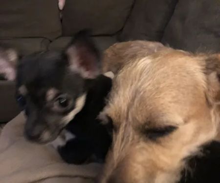 Community Animal Hospital