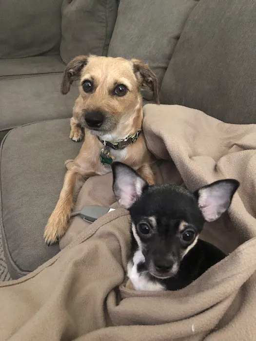 Community Animal Hospital Picture 4