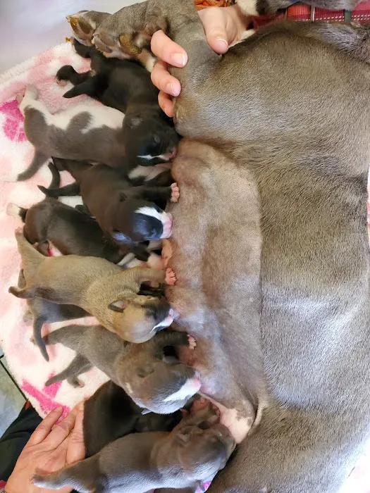 Community Animal Hospital Picture 7