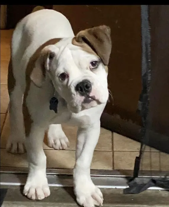 Community Animal Hospital Picture 5