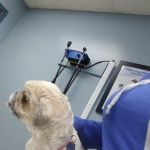 Ferguson Animal Hospital