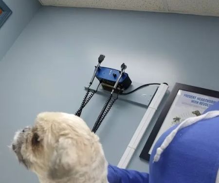 Ferguson Animal Hospital