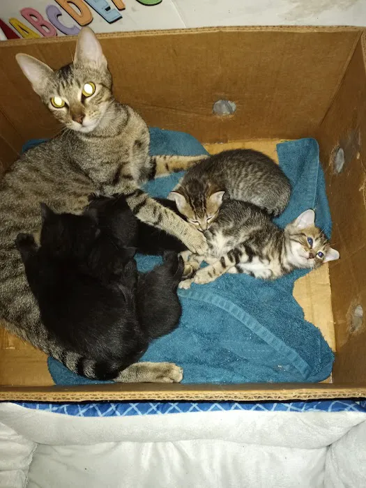 Ferguson Animal Hospital Picture 6