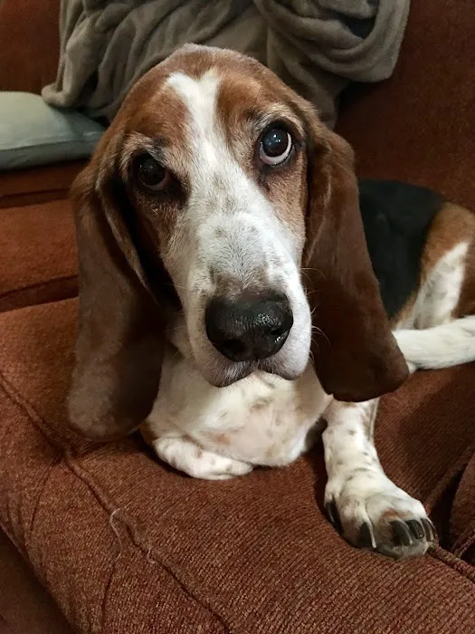 Ferguson Animal Hospital Picture 3