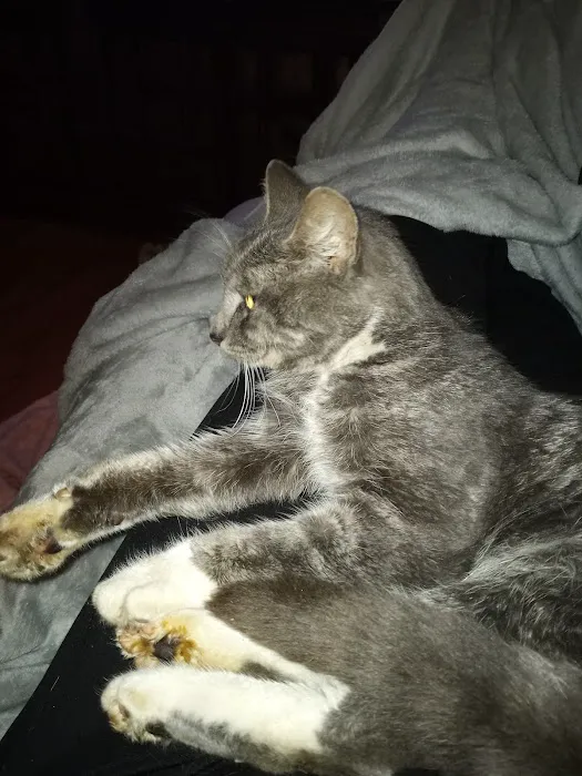 Ferguson Animal Hospital Picture 5