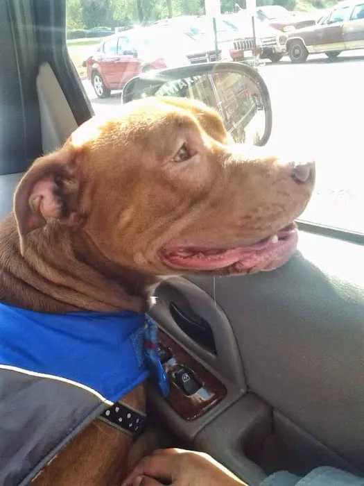 Ferguson Animal Hospital Picture 9