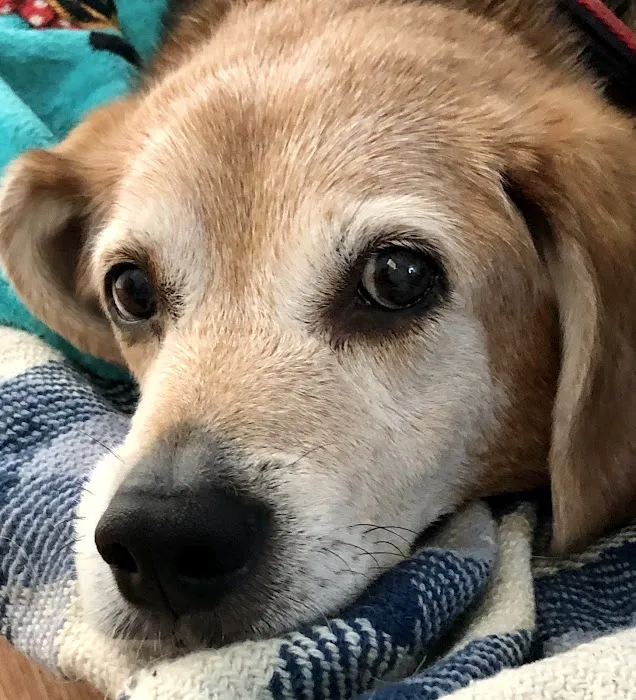 Ferguson Animal Hospital Picture 8