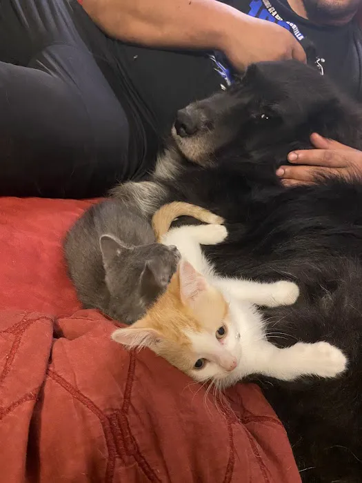 Ferguson Animal Hospital Picture 10