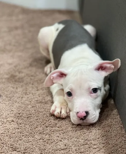 Howdershell Animal Clinic Picture 1