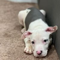 Howdershell Animal Clinic ico