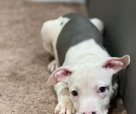 Howdershell Animal Clinic