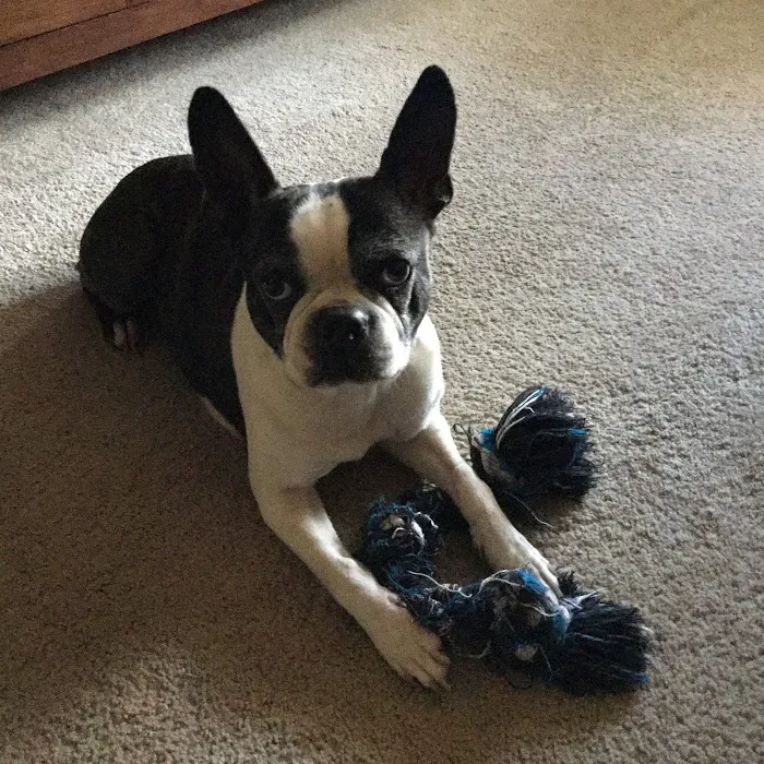 Howdershell Animal Clinic Picture 8