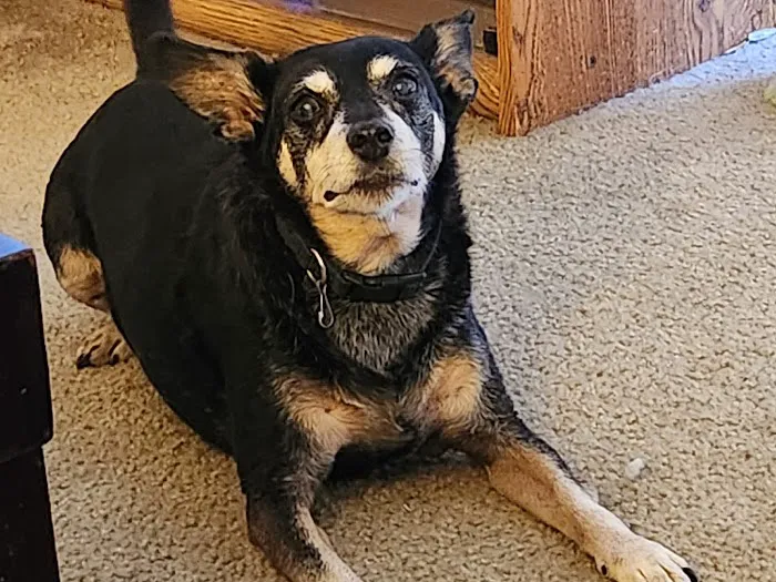 Howdershell Animal Clinic Picture 6