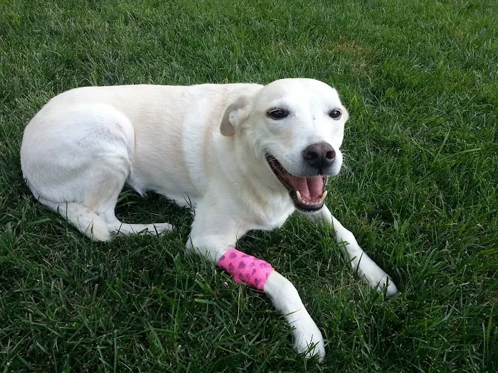 Howdershell Animal Clinic Picture 7