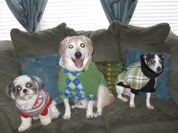 Howdershell Animal Clinic Picture 10