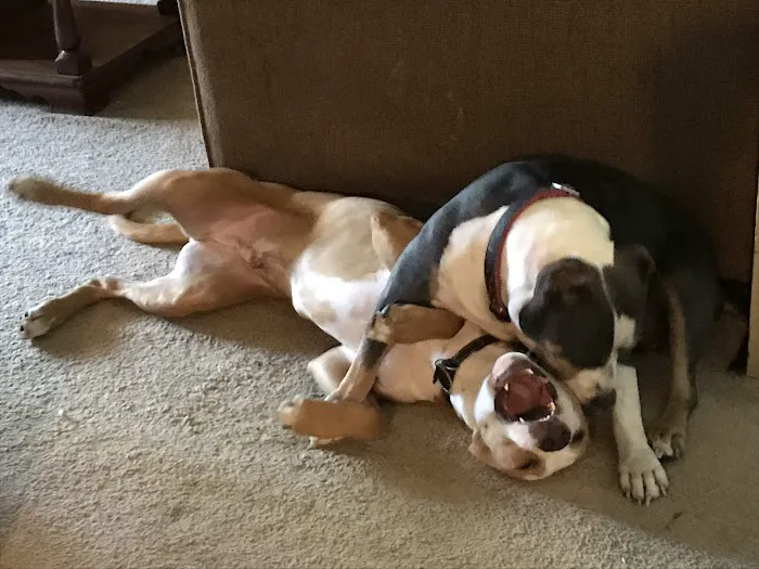 Howdershell Animal Clinic Picture 9