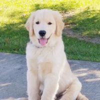 St. Francis Veterinary Clinic ico