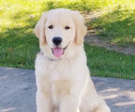 St. Francis Veterinary Clinic