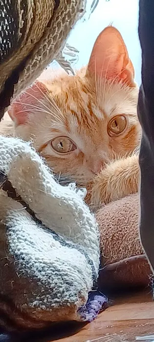 St. Francis Veterinary Clinic Picture 6