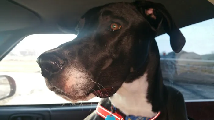 St. Francis Veterinary Clinic Picture 9