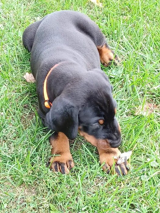 Veterinary Medical Center of Kalona Picture 1