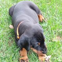 Veterinary Medical Center of Kalona ico