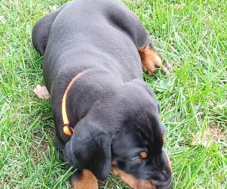 Veterinary Medical Center of Kalona