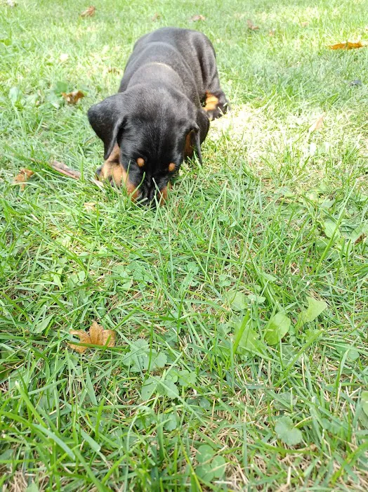 Veterinary Medical Center of Kalona Picture 4