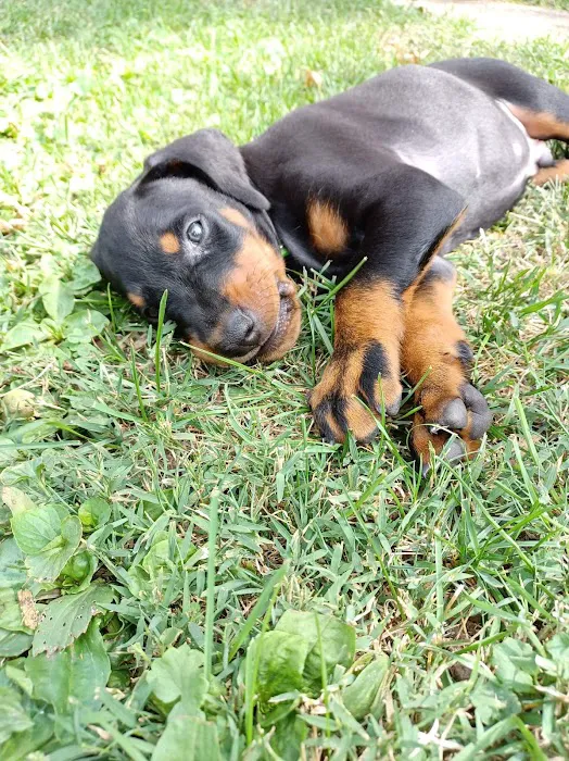 Veterinary Medical Center of Kalona Picture 2