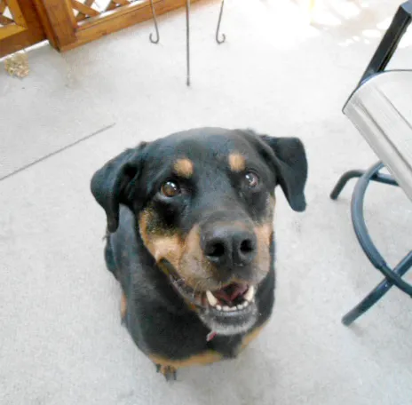 Veterinary Medical Center of Kalona Picture 5