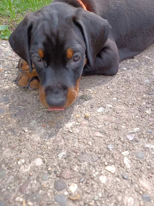 Veterinary Medical Center of Kalona Picture 3