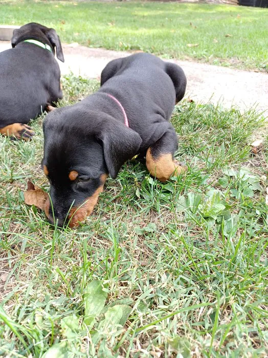 Veterinary Medical Center of Kalona Picture 6