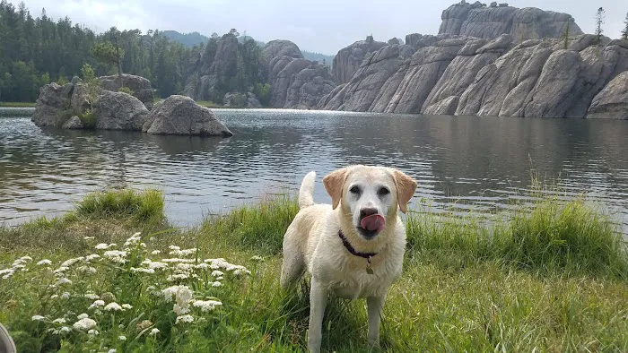 Veterinary Medical Center of Kalona Picture 7