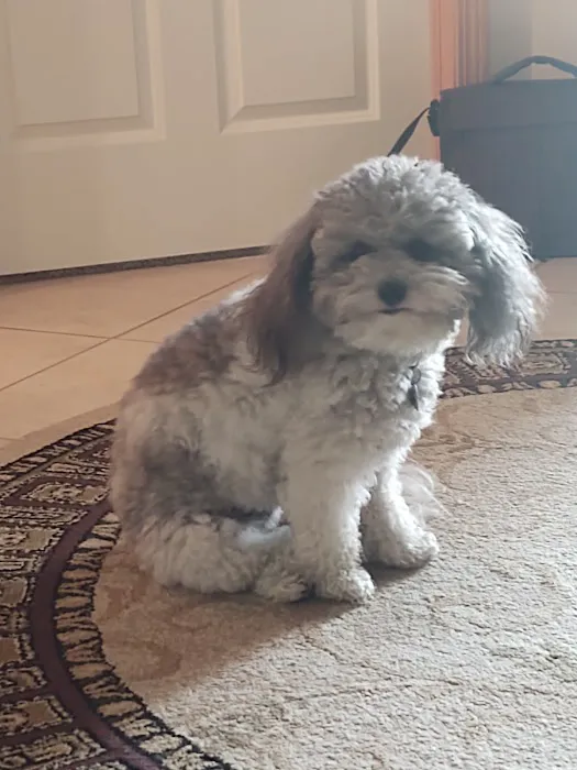 Schlapkohl Veterinary Services Picture 1