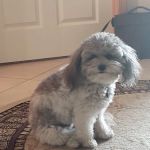 Schlapkohl Veterinary Services