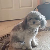 Schlapkohl Veterinary Services ico