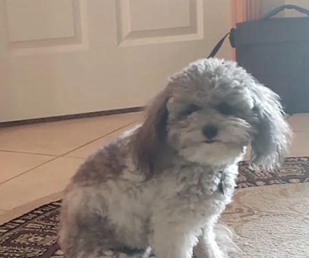 Schlapkohl Veterinary Services