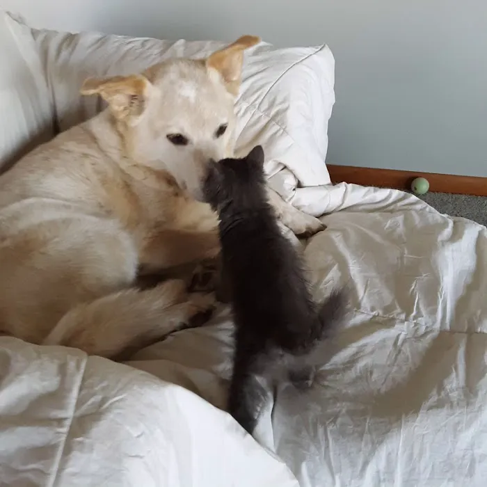 Washington Veterinary Clinic Picture 3