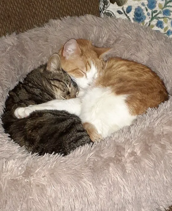 Washington Veterinary Clinic Picture 5