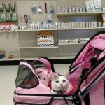 Town and Country Veterinary Clinic