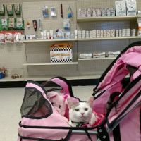 Town and Country Veterinary Clinic ico