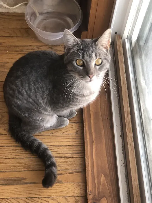 Town and Country Veterinary Clinic Picture 2