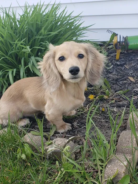 Town and Country Veterinary Clinic Picture 5