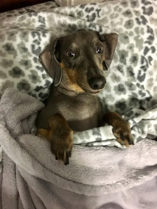 Town and Country Veterinary Clinic Picture 7